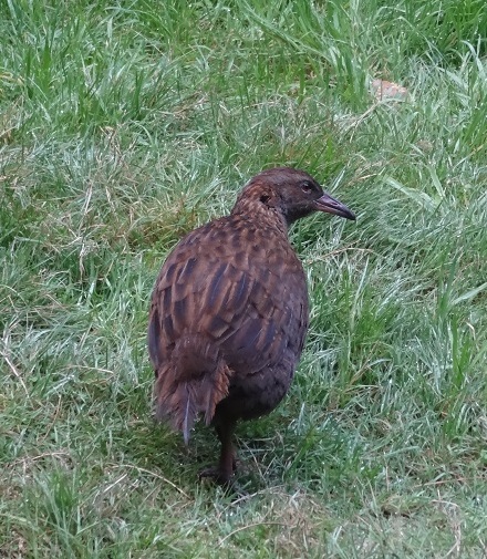 Weka