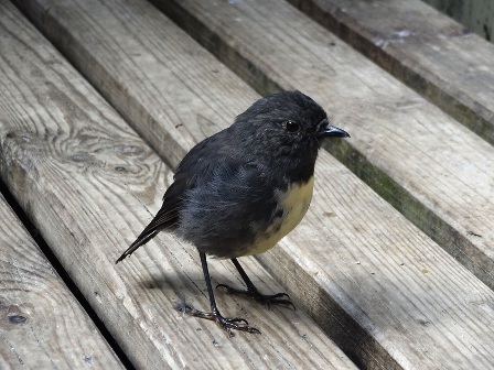 Tui