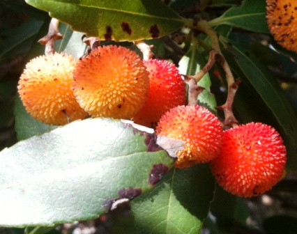 Ako znate kako se zove stablo ili ovaj plod, molim po�aljite mailom odgovor.