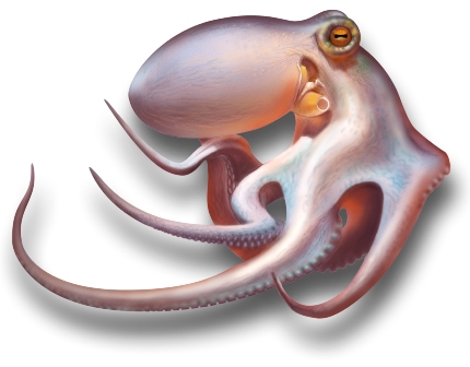 Octopus vulgaris iliti obi�na hobotnica - crte�