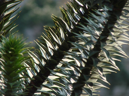 Prekrasni listovi nepoznatog staba u tr��anskom parku Miramare 