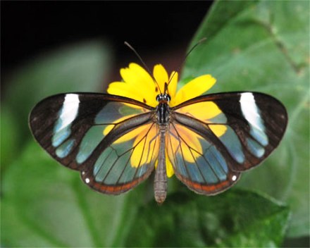 Proljetno �epurenje