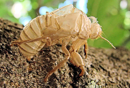 Poslije presvla�enja ostala je samo lju�tura