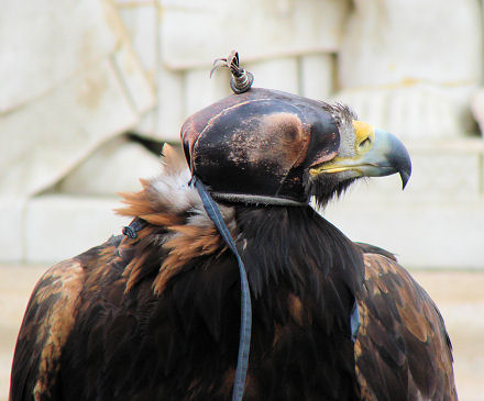 Lovac iz ma�arske puste.